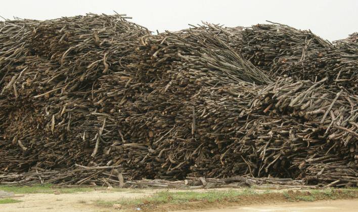 China's particleboard and MDF producers utilise every last piece of wood fibre, including branches and very small stems